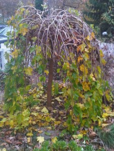 weeping mulberry November