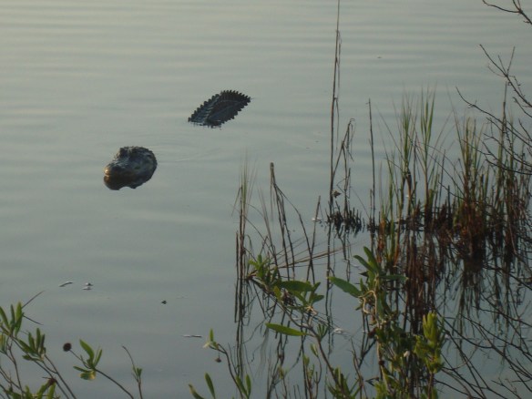 Copyright Tim McClain 2013