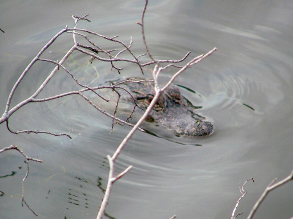 Photo credit: McClain