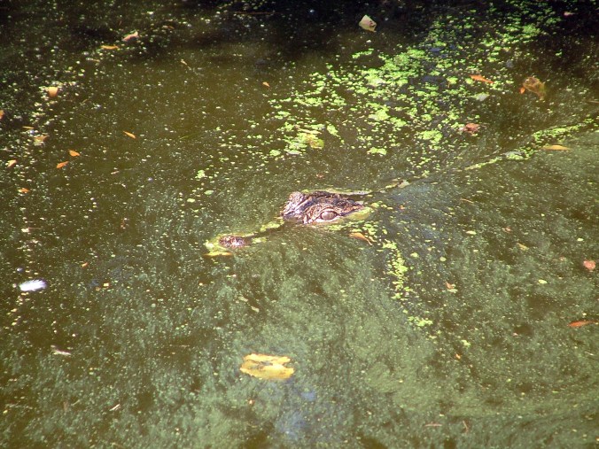 Copyright Tim McClain 2013